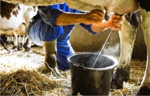 Sector lácteo en alerta ante sequía que amenaza producción