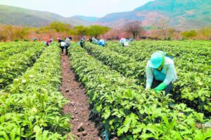 Honduras abre empleos temporales para trabajar en España