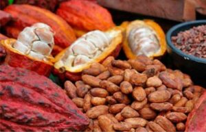 Honduras fortalece su producción de cacao