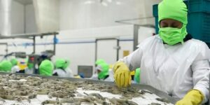 Productores de camarón enfrentan sequía