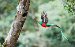 National Geographic dedica 11 páginas a Costa Rica