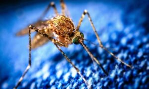 Dengue sigue al alza: Honduras rebasa los 8 mil casos