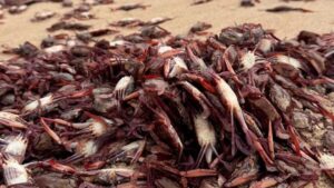 Costa Rica: Calentamiento del mar podría causar muerte masiva de cangrejos