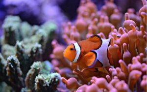 96% de los arrecifes de coral podría colapsar