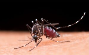 Honduras registra ocho casos de chikungunya y alerta por contagios