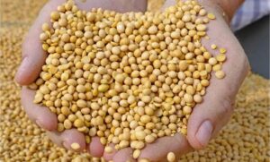Honduras analiza producir soya a gran escala